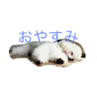 アガサ様の日常で使えるスタンプ（個別スタンプ：13）