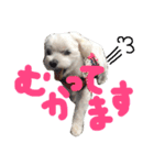 しろいぬくん2（個別スタンプ：4）