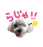 しろいぬくん2（個別スタンプ：14）