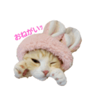 かつおくんのつぶやき（個別スタンプ：1）