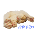 かつおくんのつぶやき（個別スタンプ：2）