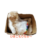 かつおくんのつぶやき（個別スタンプ：3）