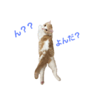 かつおくんのつぶやき（個別スタンプ：5）
