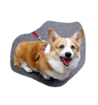 お散歩大好き（個別スタンプ：1）