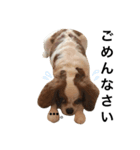 キャバリアのハナ（個別スタンプ：10）
