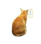 猫だぞー（個別スタンプ：1）