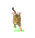 猫だぞー（個別スタンプ：3）