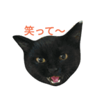 猫だぞー（個別スタンプ：4）