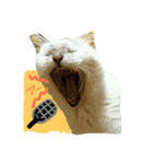 猫だぞー（個別スタンプ：5）