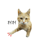 猫だぞー（個別スタンプ：6）
