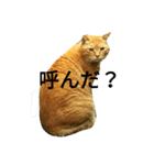 猫だぞー（個別スタンプ：7）