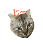 猫だぞー（個別スタンプ：8）