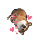 柴犬♡いっちゃん2（個別スタンプ：1）