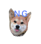 柴犬♡いっちゃん2（個別スタンプ：3）