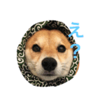 柴犬♡いっちゃん2（個別スタンプ：4）