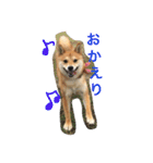 柴犬♡いっちゃん2（個別スタンプ：6）
