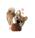 柴犬♡いっちゃん2（個別スタンプ：8）