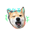 柴犬♡いっちゃん2（個別スタンプ：10）