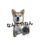 柴犬♡いっちゃん2（個別スタンプ：11）