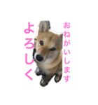 柴犬♡いっちゃん2（個別スタンプ：12）