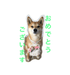 柴犬♡いっちゃん2（個別スタンプ：14）