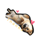 柴犬♡いっちゃん2（個別スタンプ：15）