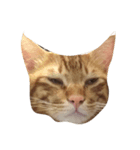 飼い猫 りくのすたんぷ（個別スタンプ：1）