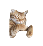 飼い猫 りくのすたんぷ（個別スタンプ：2）