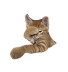 飼い猫 りくのすたんぷ（個別スタンプ：4）