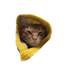 飼い猫 りくのすたんぷ（個別スタンプ：5）