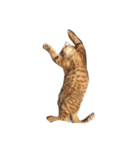 飼い猫 りくのすたんぷ（個別スタンプ：6）