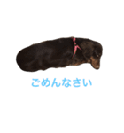 ぱりちゃん（個別スタンプ：4）