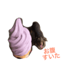 ぱりちゃん（個別スタンプ：7）