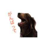 ぱりちゃん（個別スタンプ：9）
