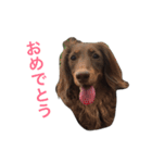 ぱりちゃん（個別スタンプ：10）