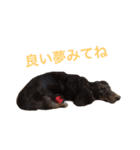 ぱりちゃん（個別スタンプ：21）