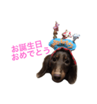 ぱりちゃん（個別スタンプ：22）