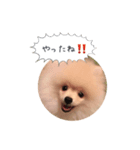 ポメラニアンのだいず君（個別スタンプ：1）