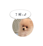 ポメラニアンのだいず君（個別スタンプ：2）