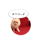 ポメラニアンのだいず君（個別スタンプ：3）