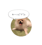 ポメラニアンのだいず君（個別スタンプ：4）