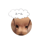 ポメラニアンのだいず君（個別スタンプ：5）