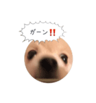 ポメラニアンのだいず君（個別スタンプ：6）