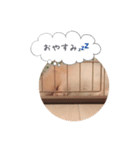 ポメラニアンのだいず君（個別スタンプ：7）