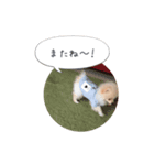 ポメラニアンのだいず君（個別スタンプ：8）