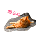 雑なノラ猫（個別スタンプ：1）