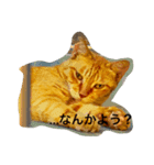 雑なノラ猫（個別スタンプ：3）