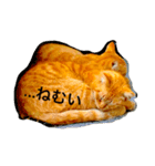 雑なノラ猫（個別スタンプ：4）