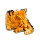 雑なノラ猫（個別スタンプ：7）