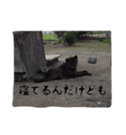 くろっぴー（個別スタンプ：6）